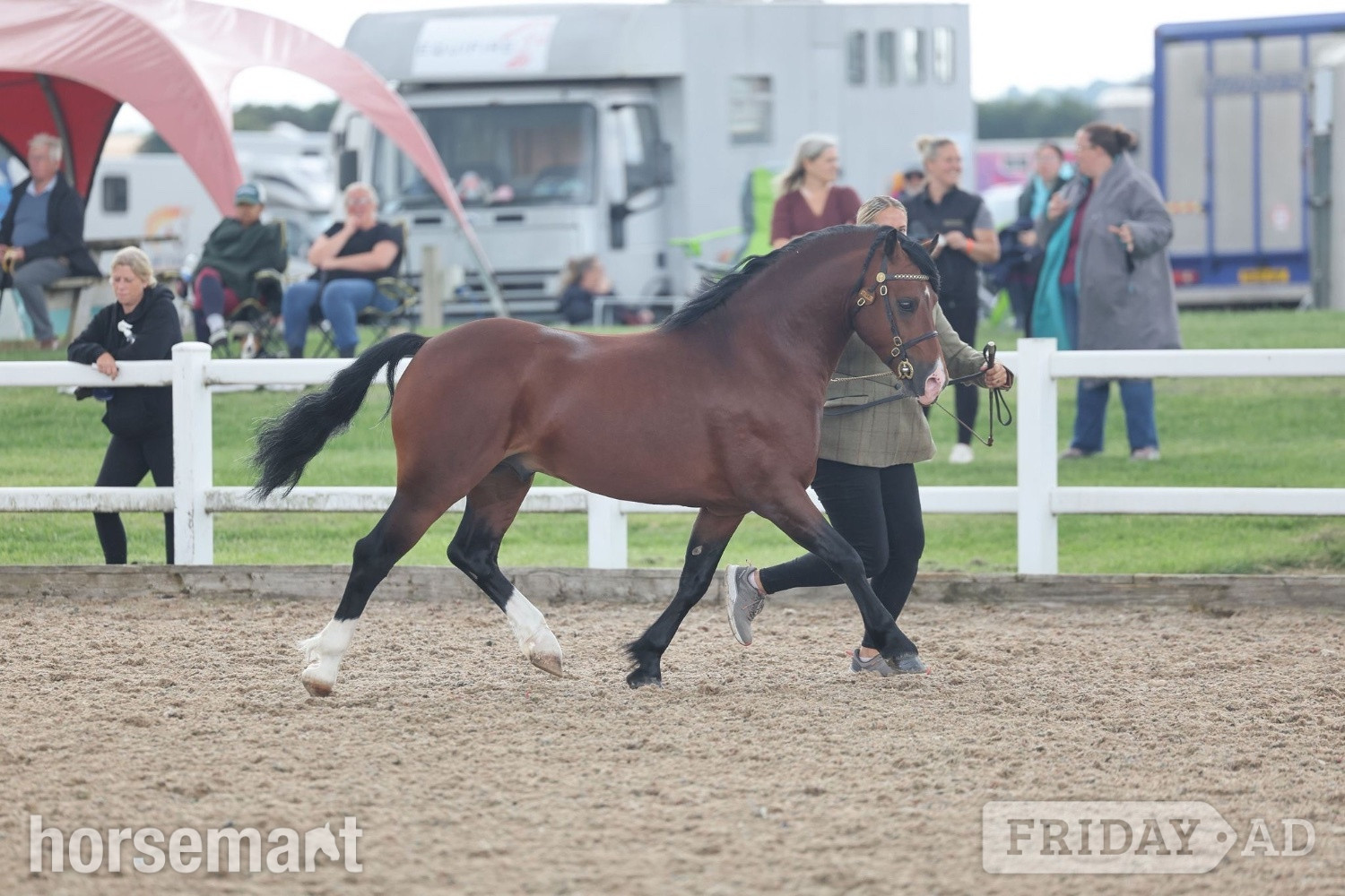 "Monty " Bay Stallion Mountain & Moorland Pony - Horses