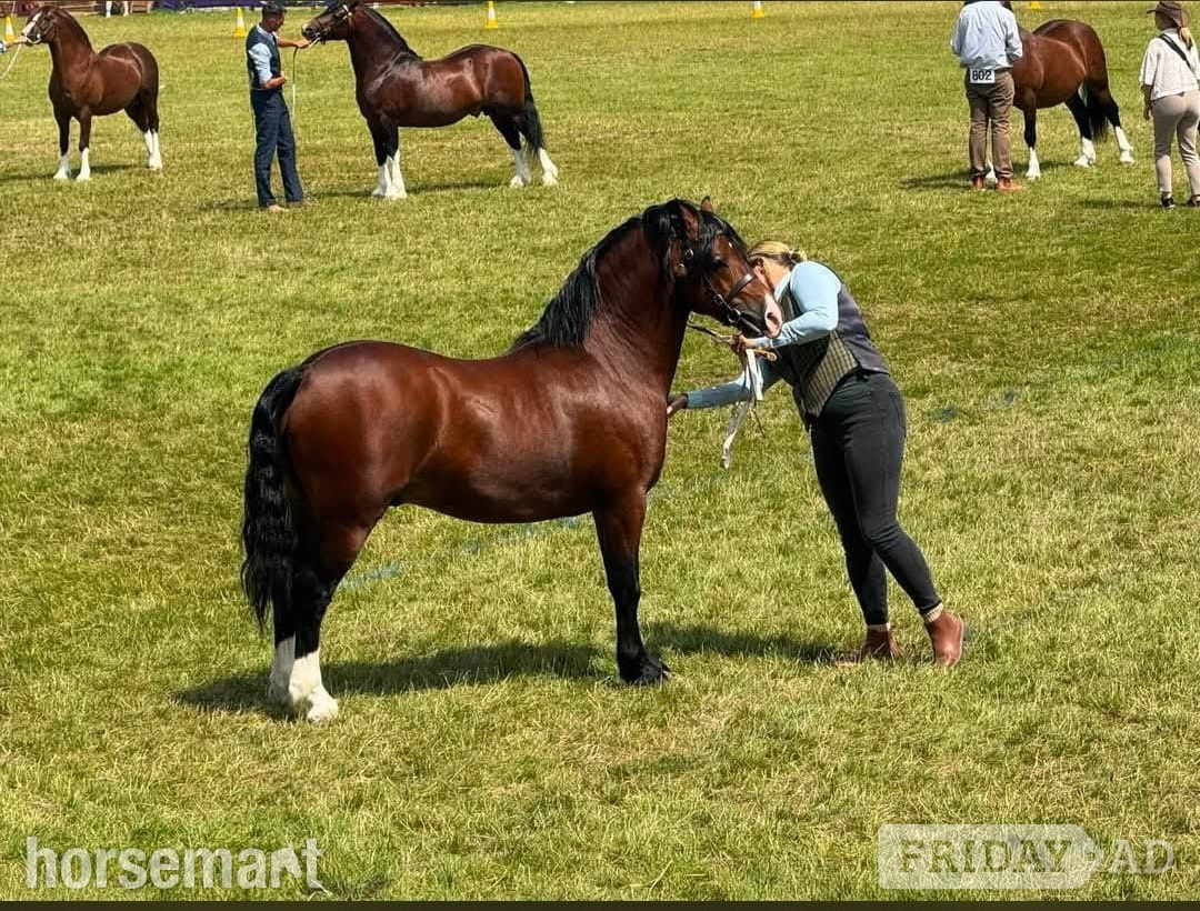 "Monty " Bay Stallion Mountain & Moorland Pony