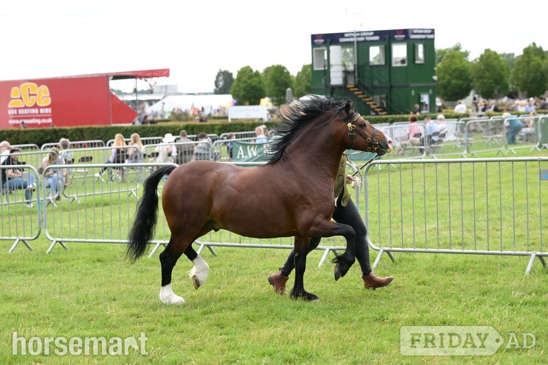 Boston "Monty " Bay Stallion Mountain & Moorland Pony
