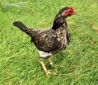 Bantams for sale