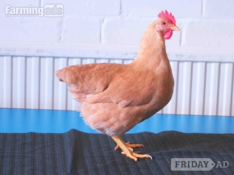 Bantams for sale