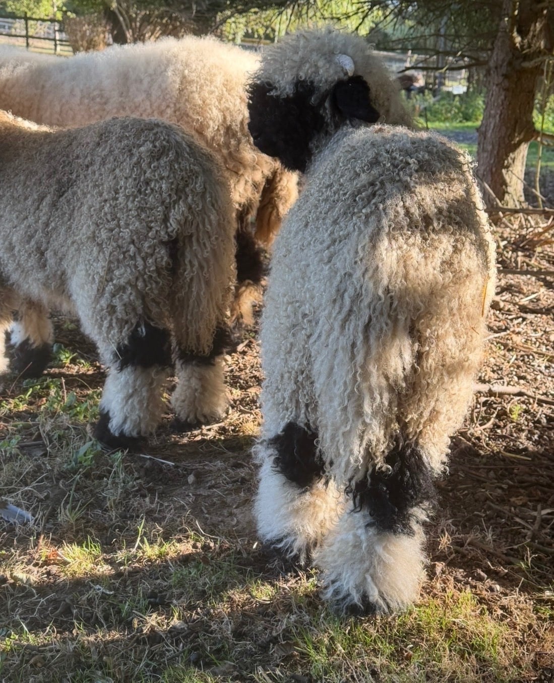 Valais Blacknose ewe lamb and wether 