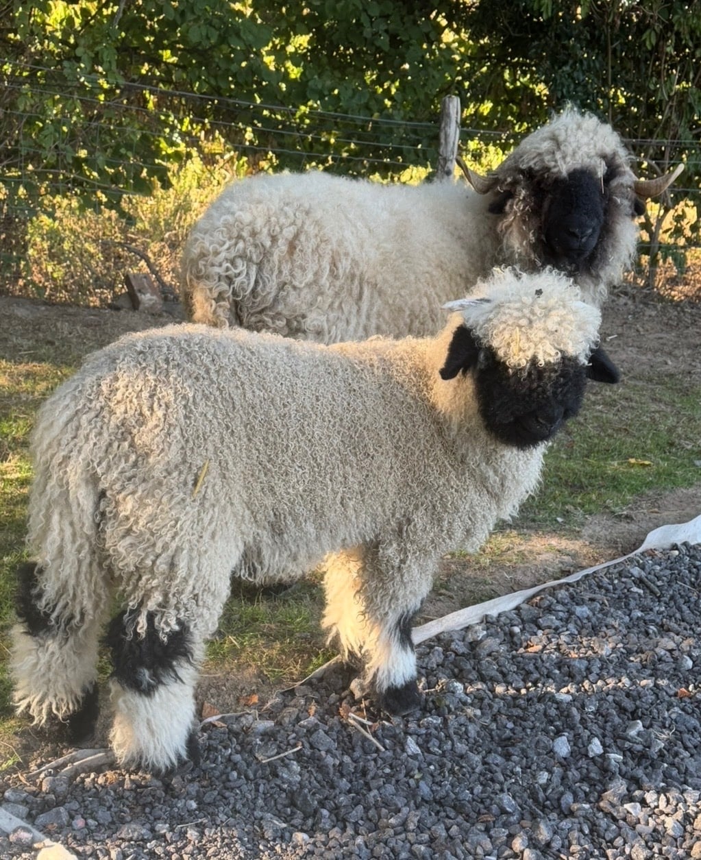 Tonbridge Valais Blacknose ewe lamb and wether 