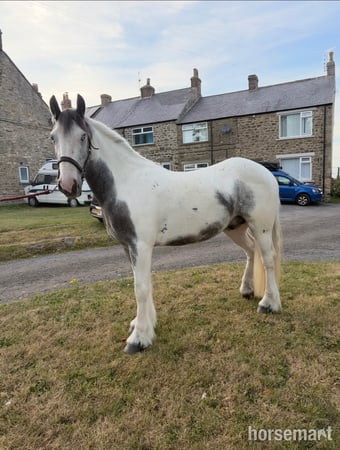 "Boris " Blue &amp; White Gelding All Rounder