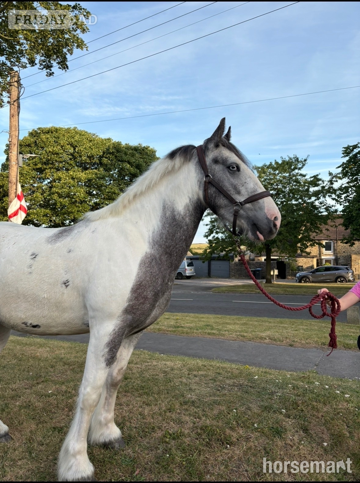 Bishop Auckland "Boris " Blue &amp; White Gelding All Rounder
