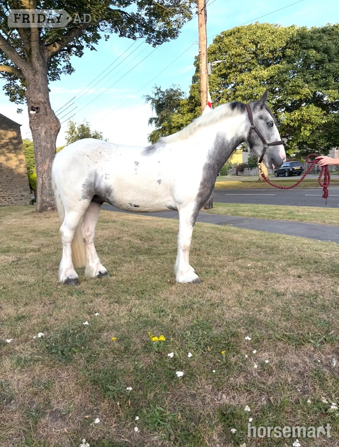 "Boris " Blue &amp; White Gelding All Rounder