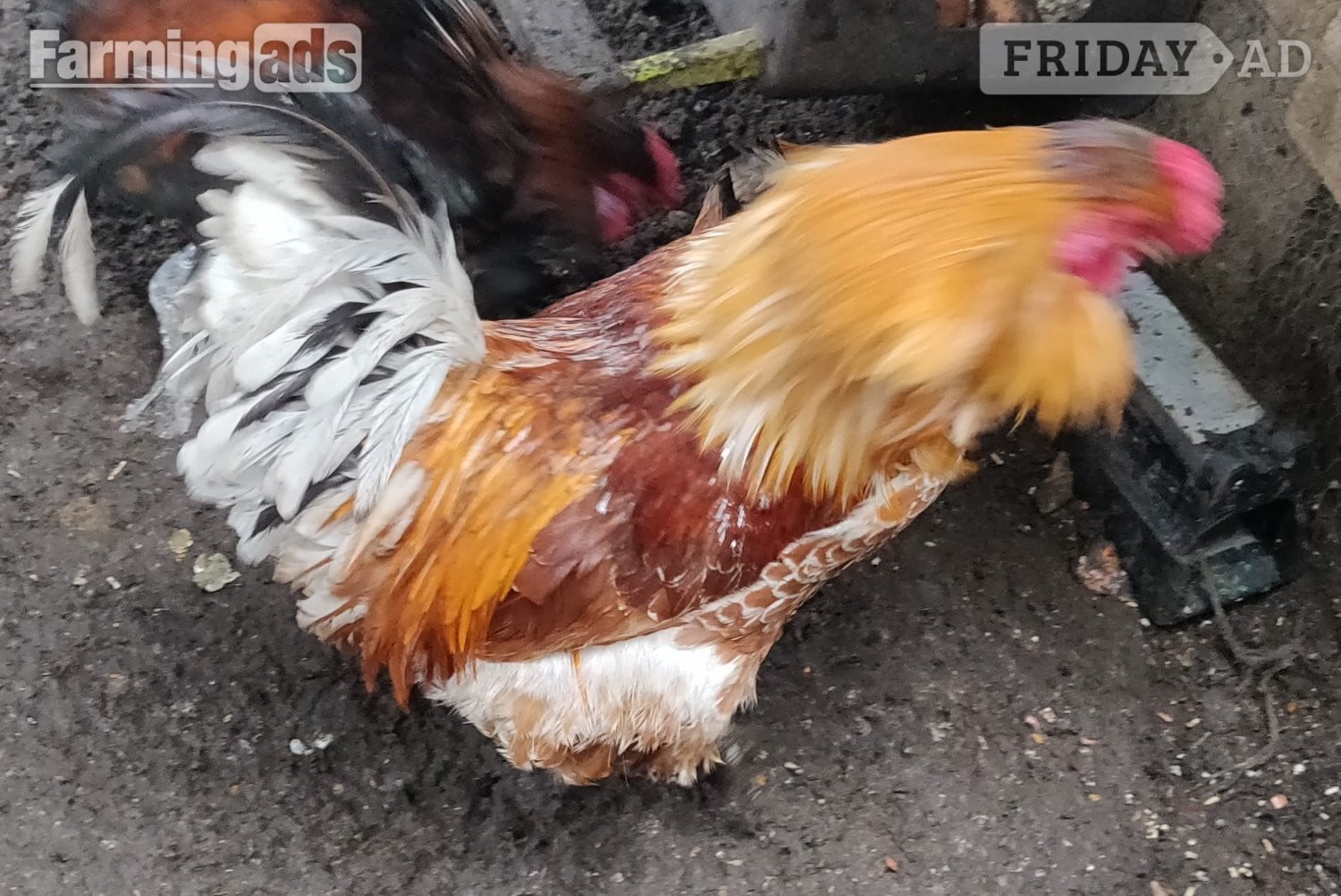 Fertilized chicken eggs for Sale in London - Poultry