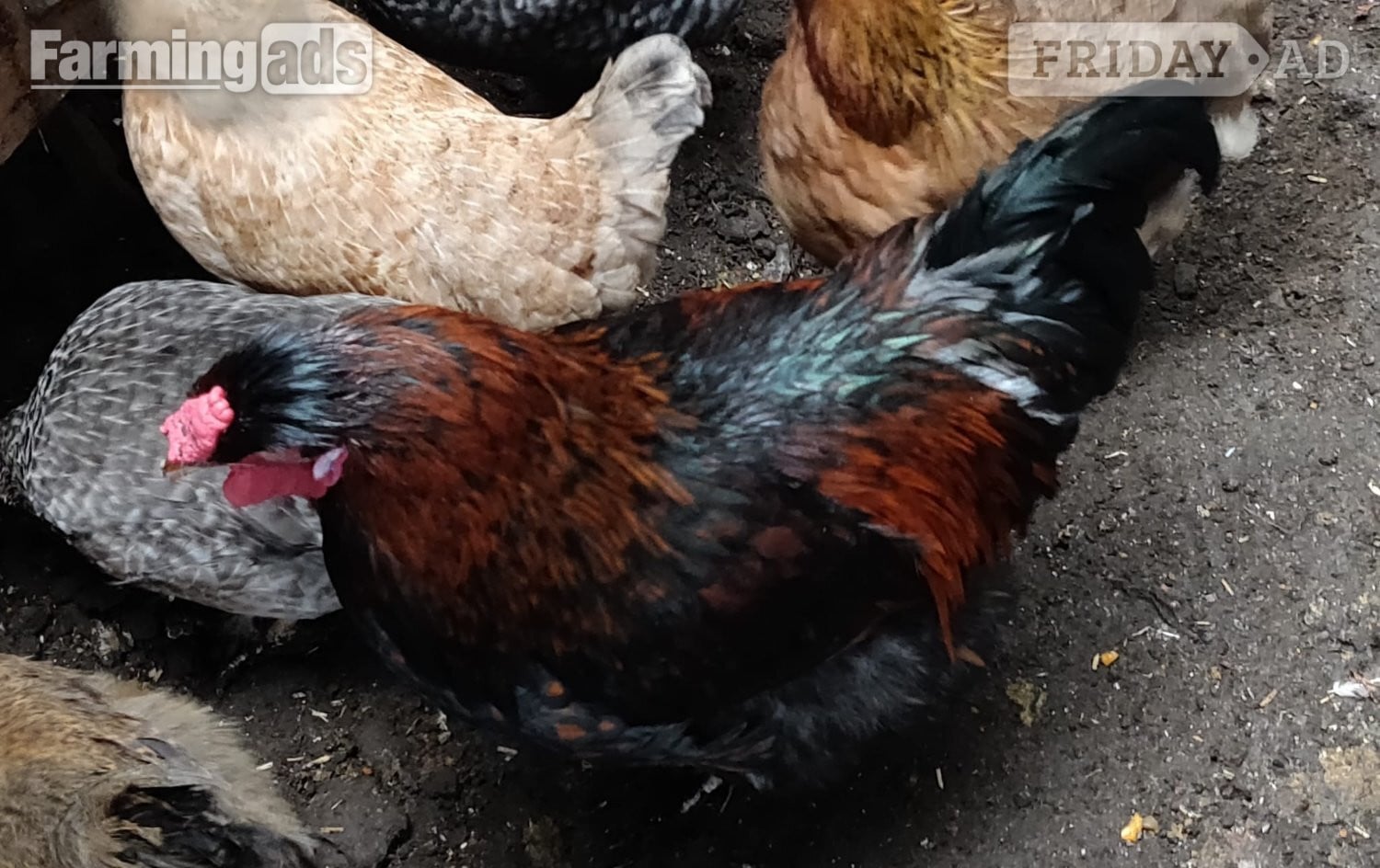 Fertilized chicken eggs for Sale in London - Poultry in London