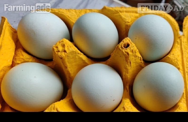 London Fertilized chicken eggs for Sale in London