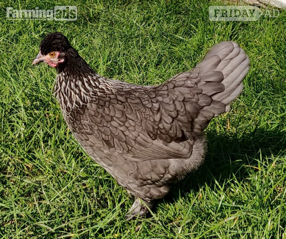 Fertilized chicken eggs for Sale in London
