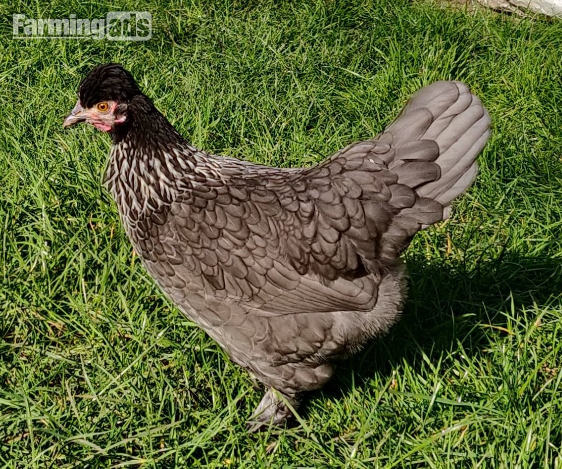 Fertilized chicken eggs for Sale in London