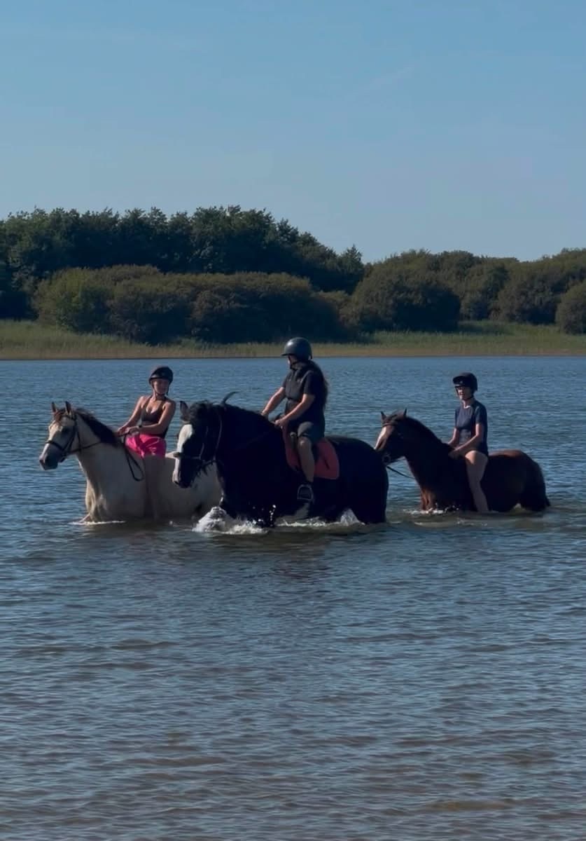 "Magic" Black Mare All Rounder