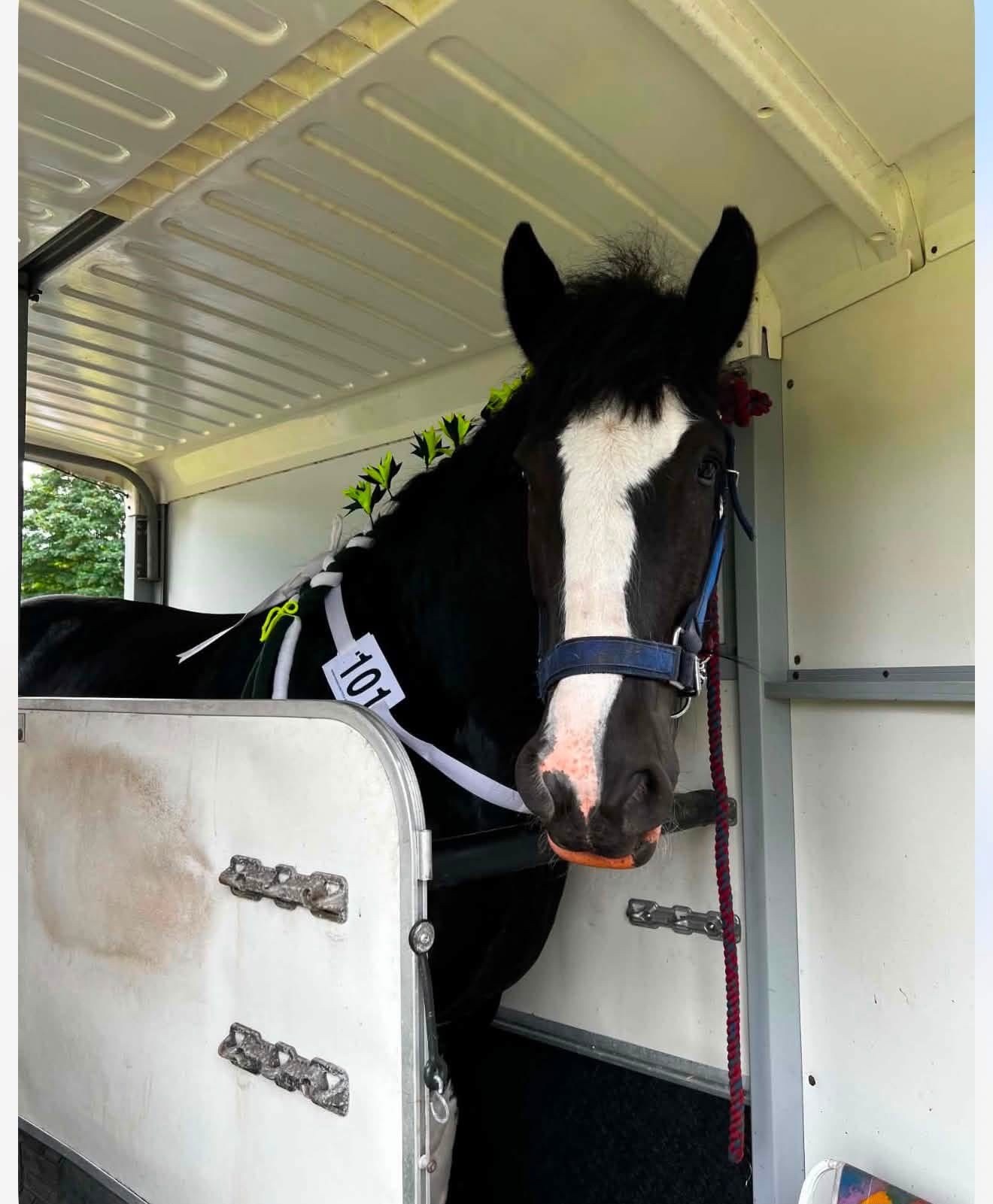 Cardiff "Magic" Black Mare All Rounder