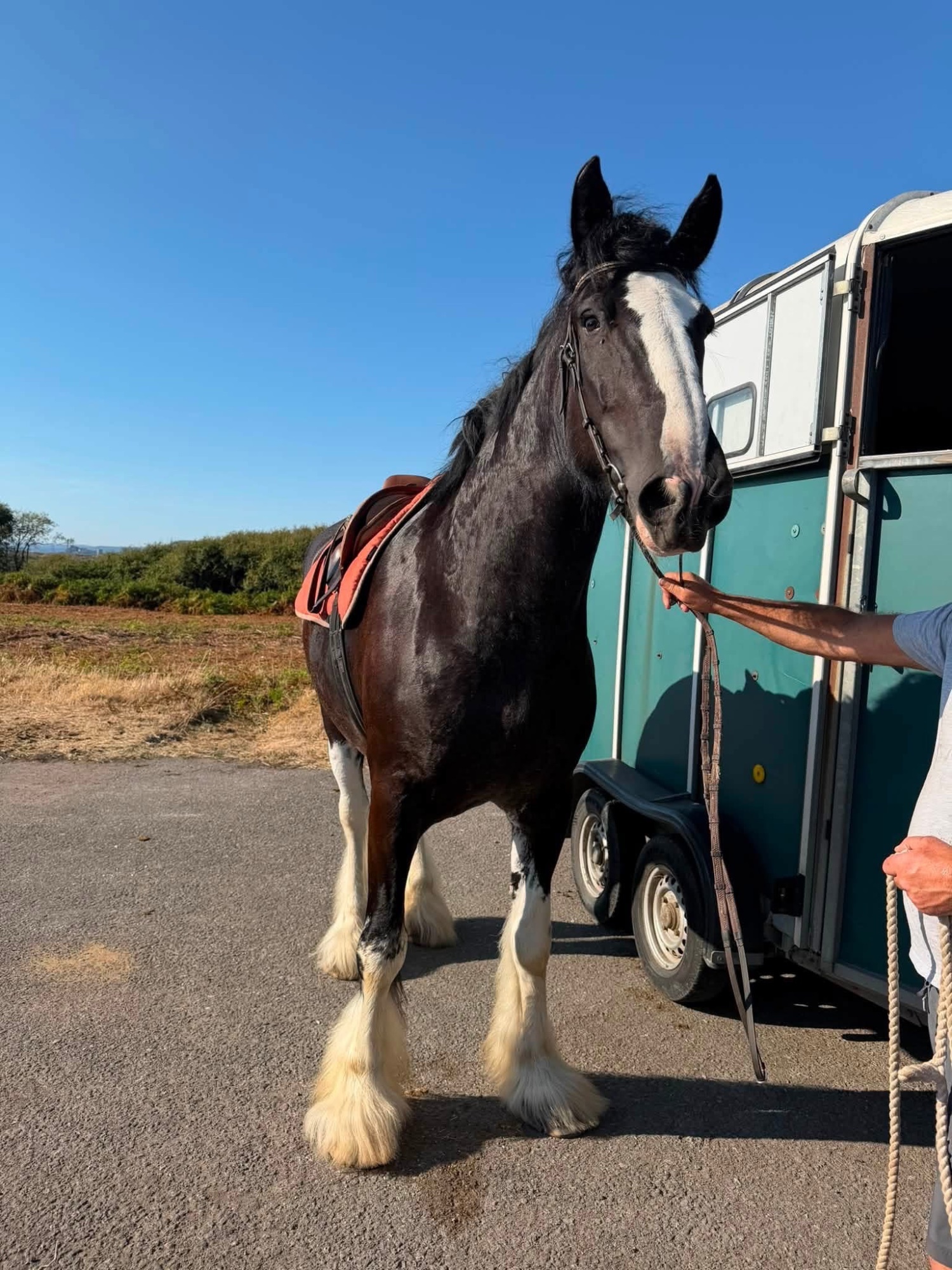 "Magic" Black Mare All Rounder - Horses in Cardiff
