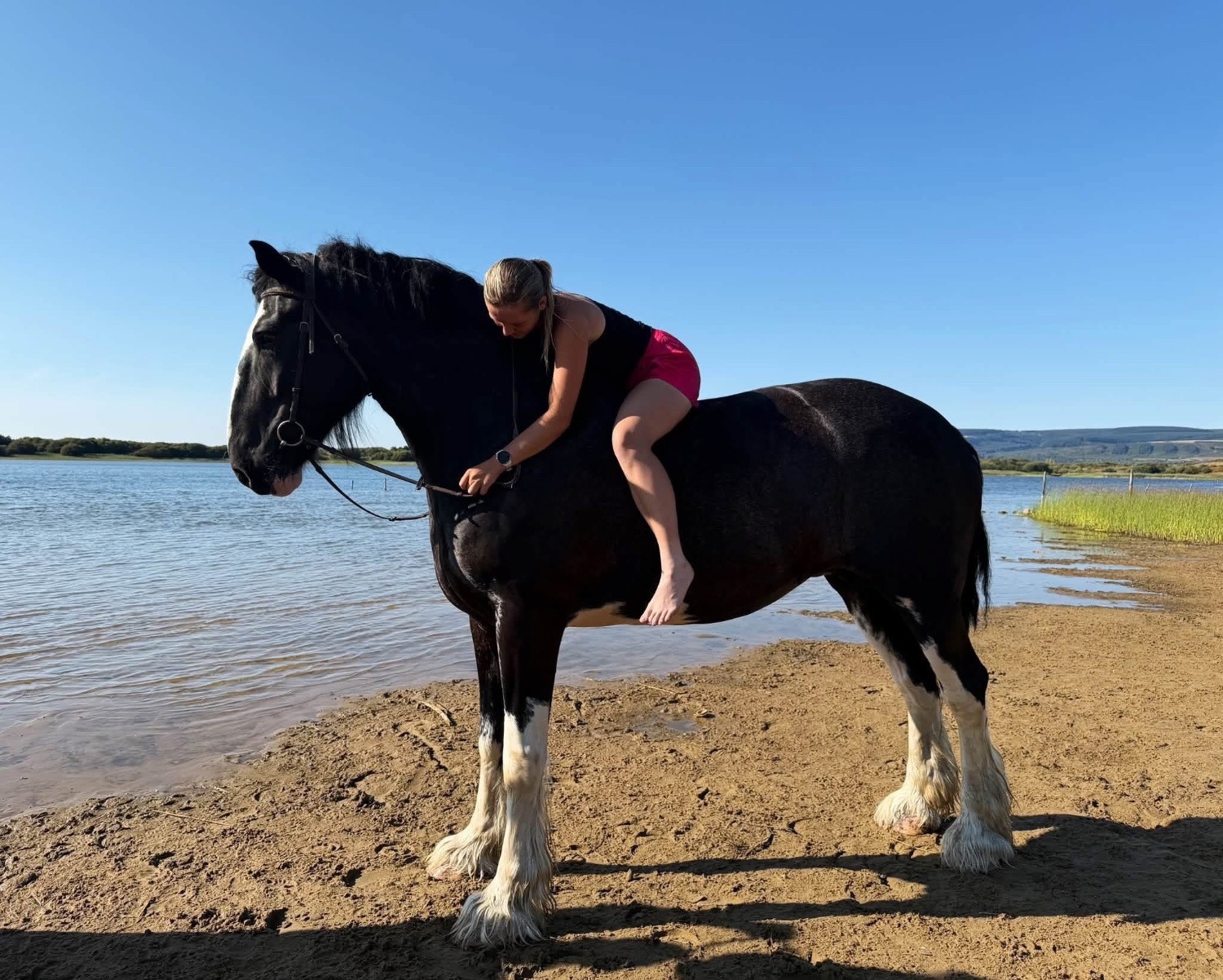 "Magic" Black Mare All Rounder - Horses
