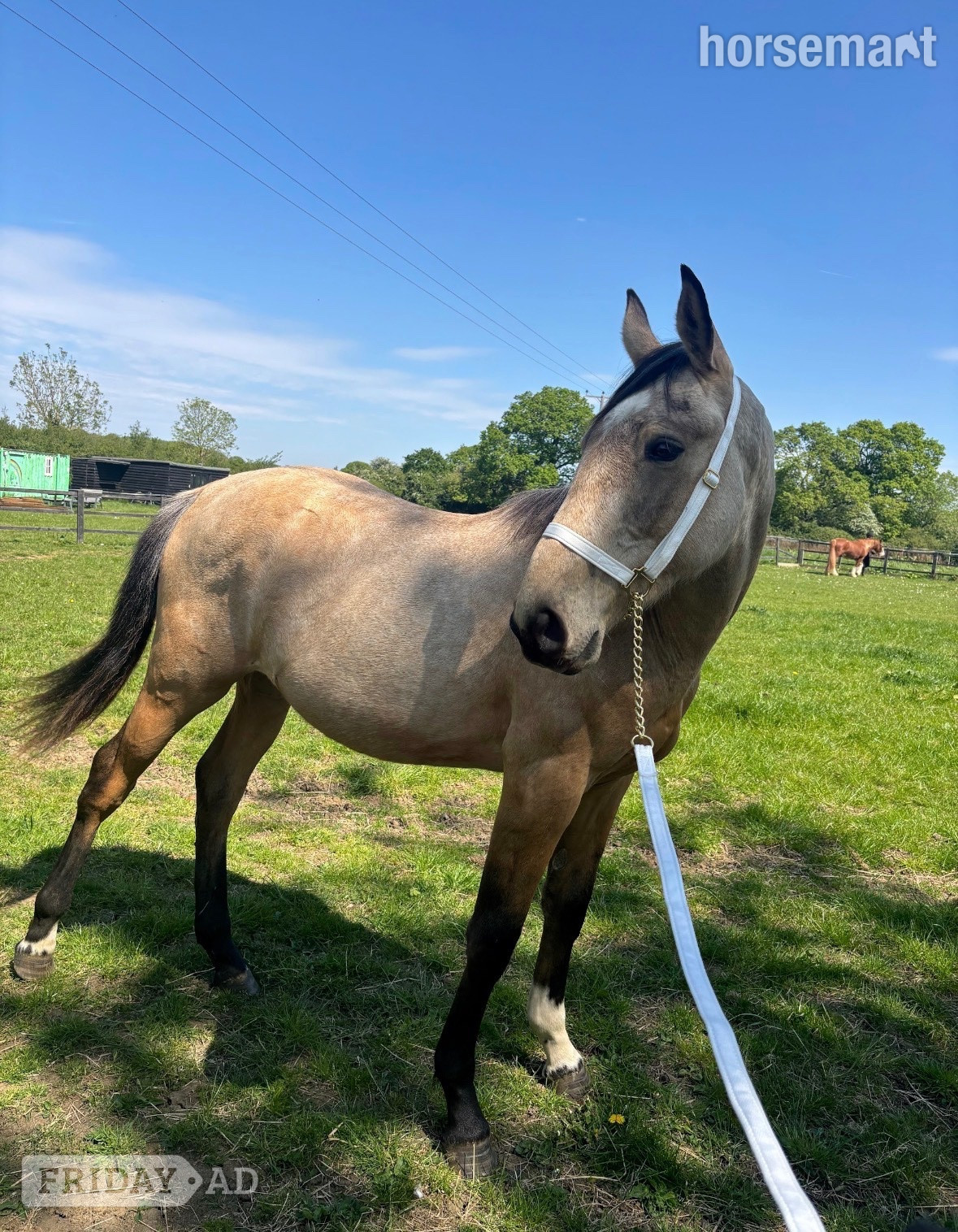 "Buster " Buckskin Gelding Young Sport Horse in Stevenage
