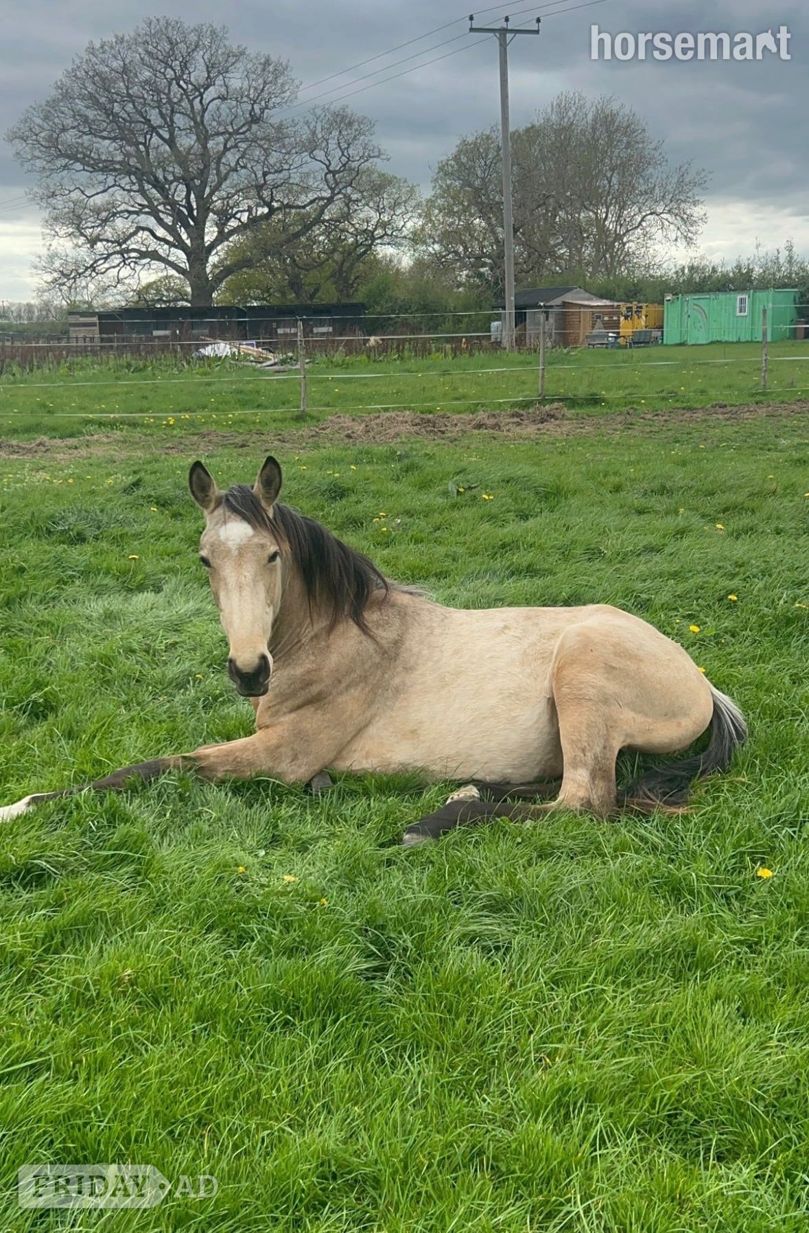 "Buster " Buckskin Gelding Young Sport Horse