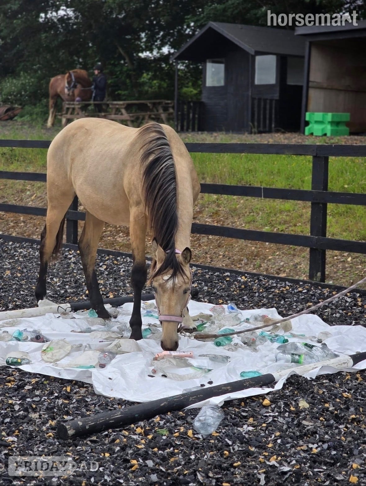 Stevenage "Buster " Buckskin Gelding Young Sport Horse