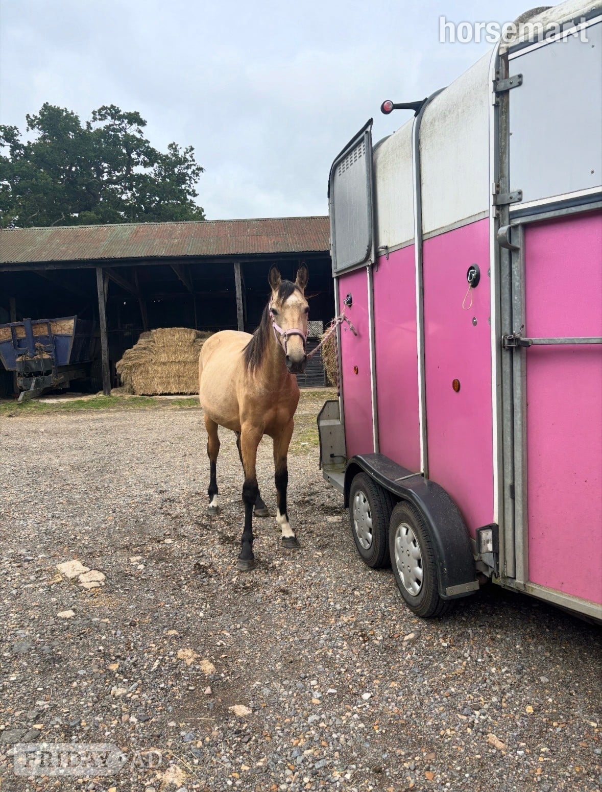 "Buster " Buckskin Gelding Young Sport Horse - Horses