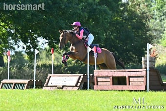 "Chinook" Bay Mare Ex Racehorse