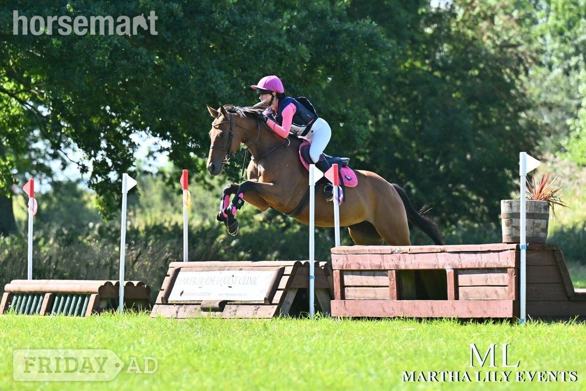 "Chinook" Bay Mare Ex Racehorse in Oswestry