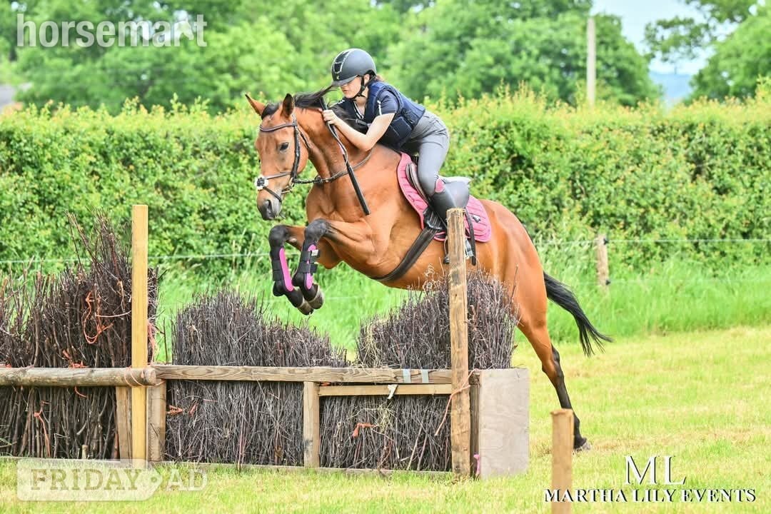"Chinook" Bay Mare Ex Racehorse