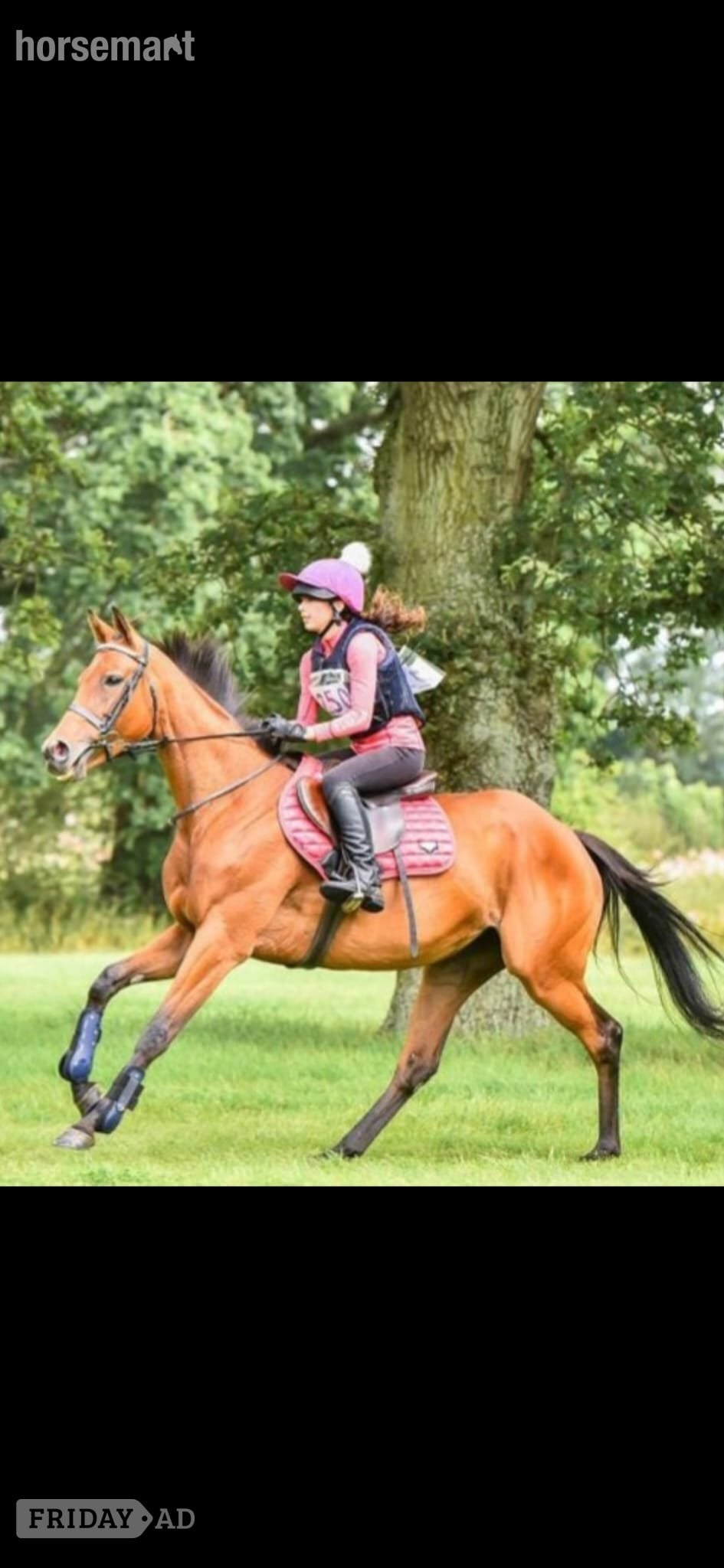 Oswestry "Chinook" Bay Mare Ex Racehorse