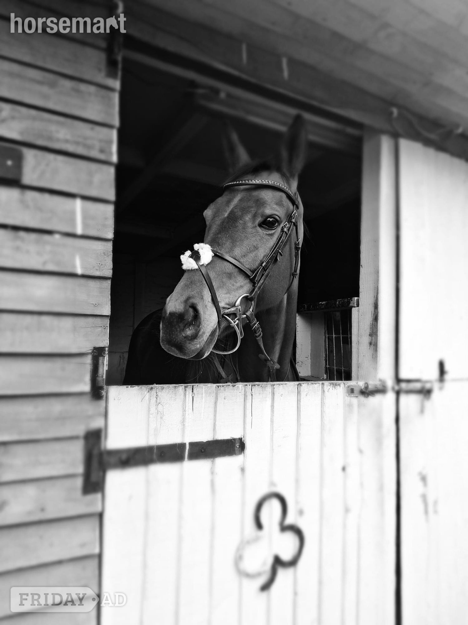 "Chinook" Bay Mare Ex Racehorse - Horses in Oswestry