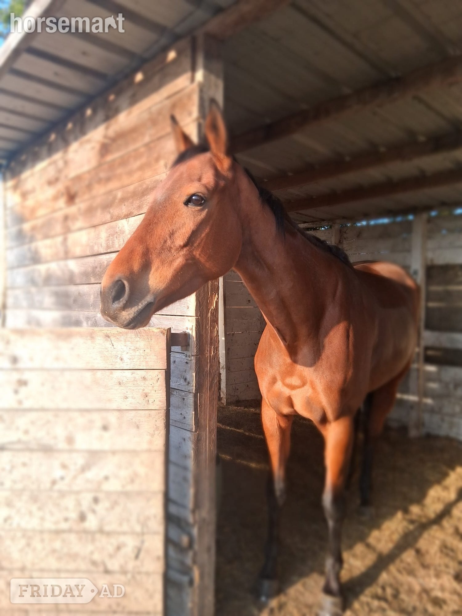 "Chinook" Bay Mare Ex Racehorse - Horses