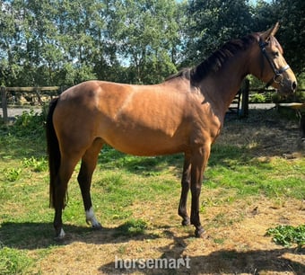 "Margot " Dun Mare Pony Club Pony