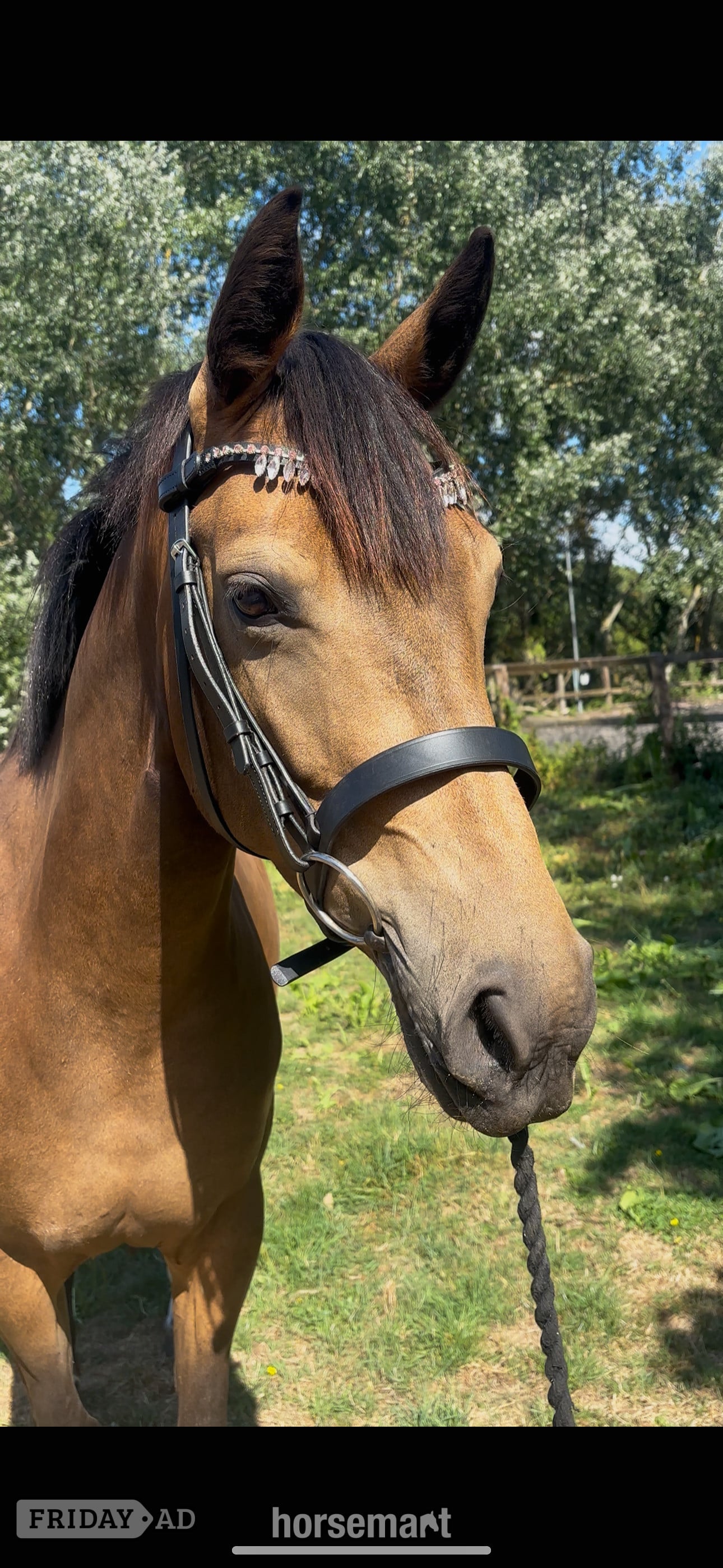 "Margot " Dun Mare Pony Club Pony