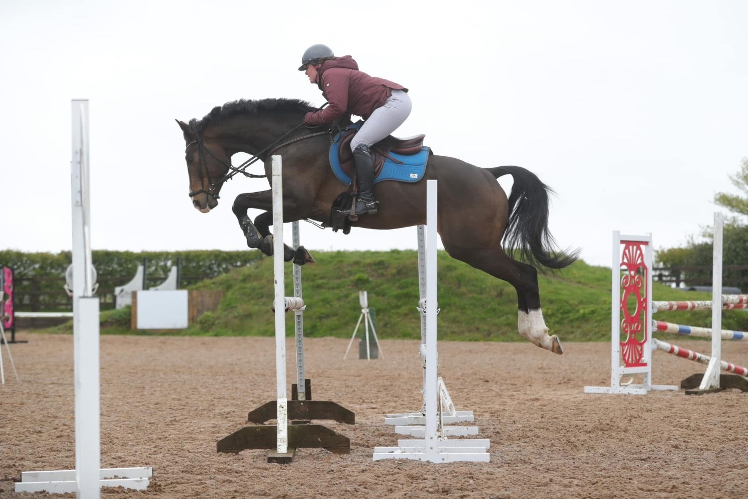Great Yarmouth "Davinci " Chestnut Gelding All Rounder