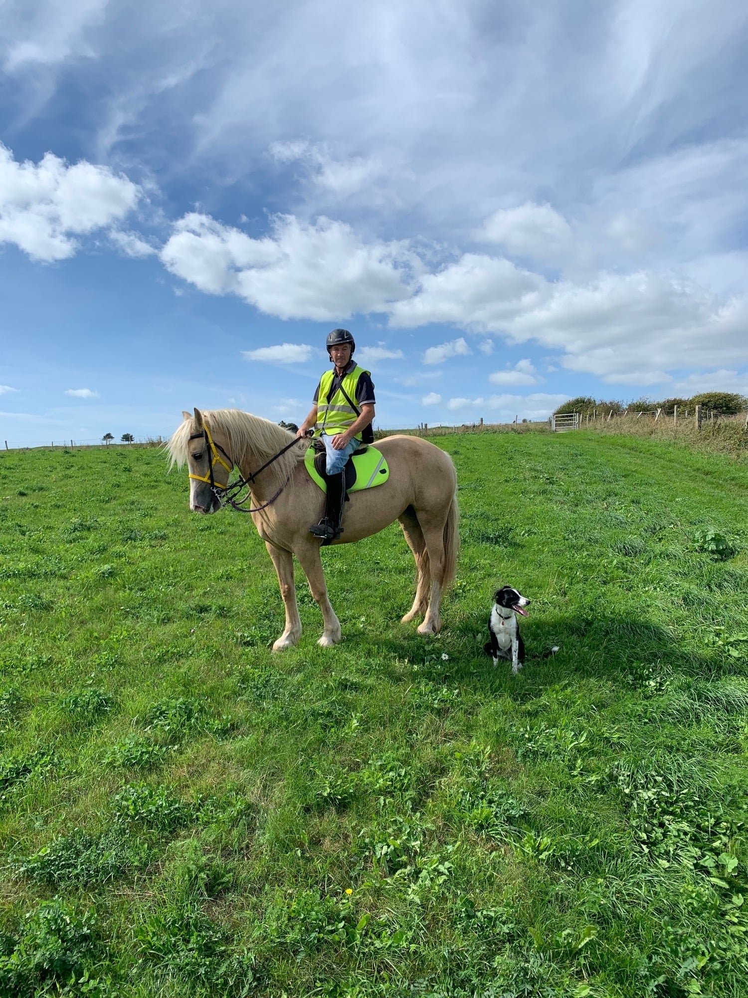 Brighton "Jenister Savannah" Palomino Mare All Rounder