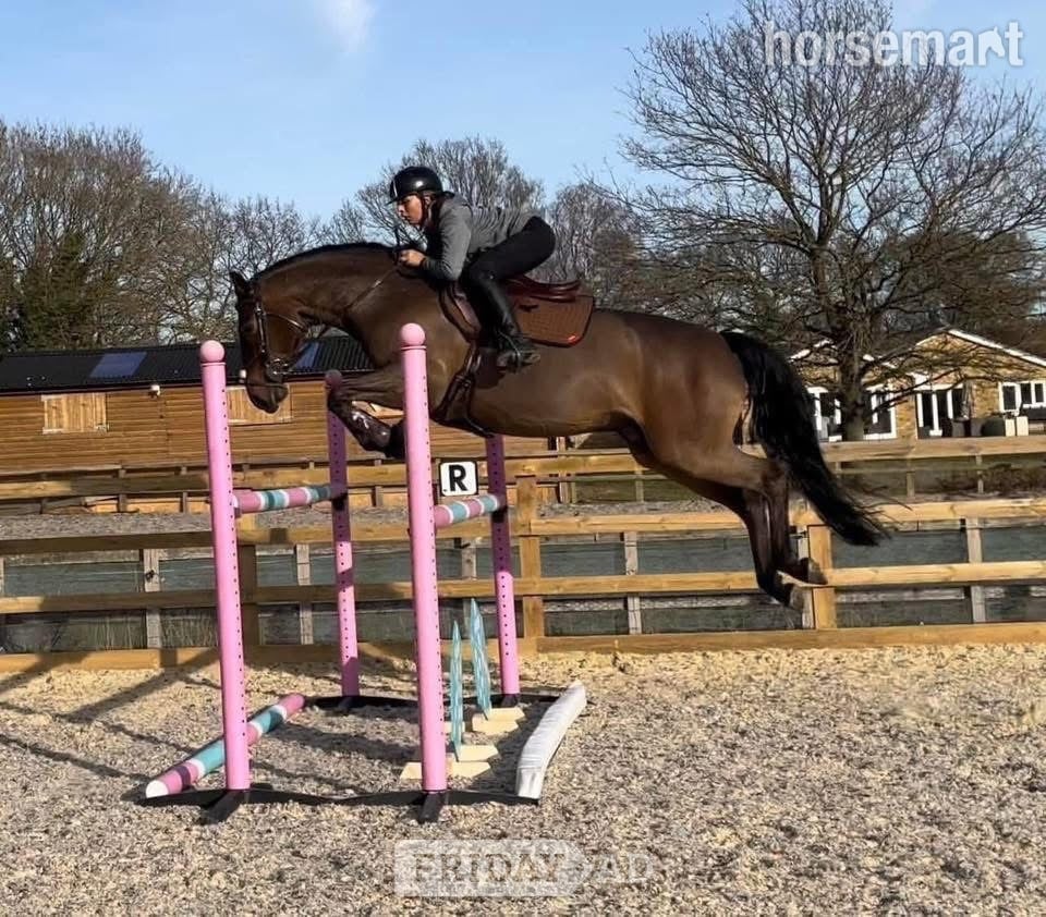 "Nugget" Bay Gelding Show Jumper
