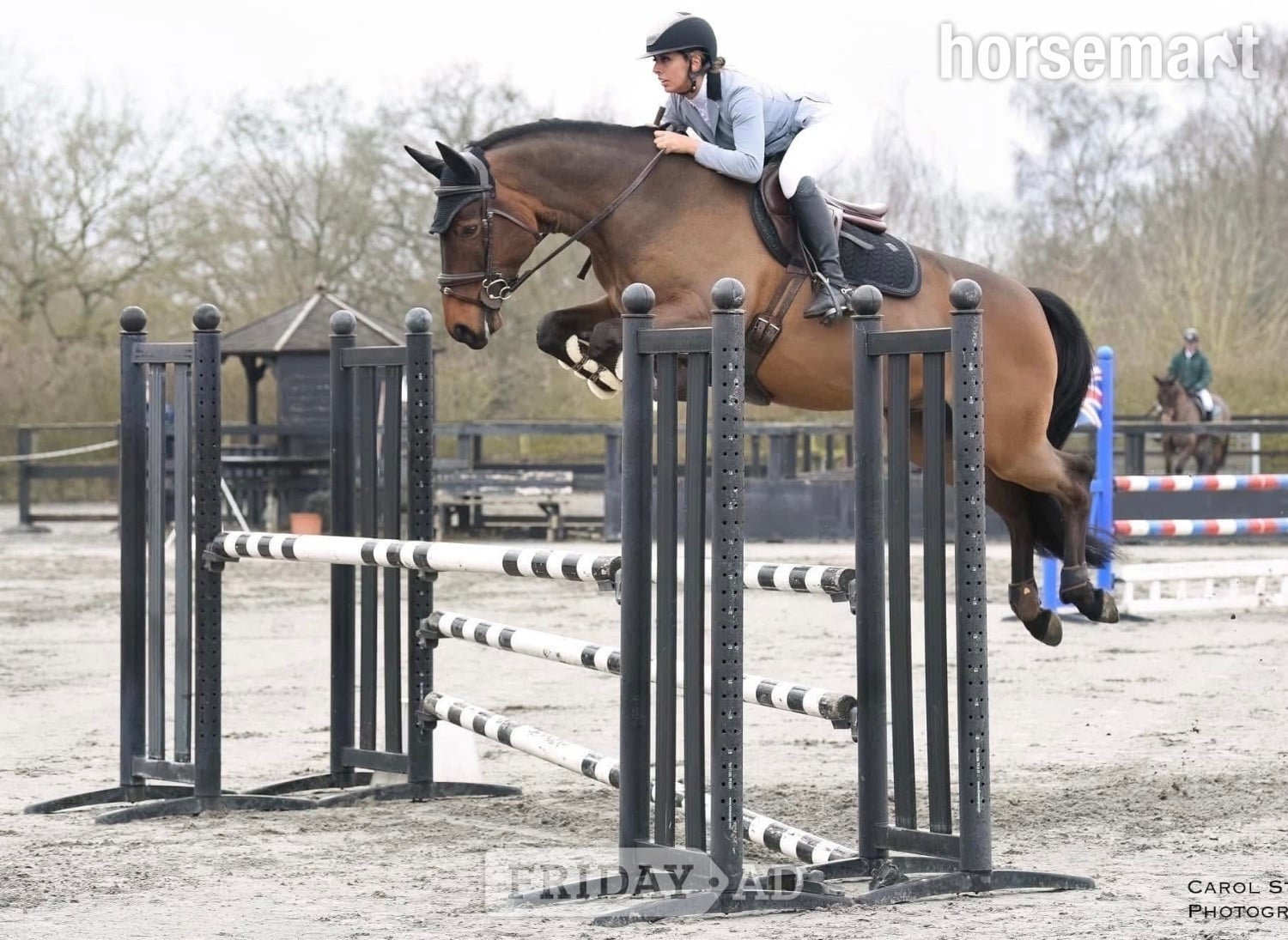 "Nugget" Bay Gelding Show Jumper - Horses in Halstead