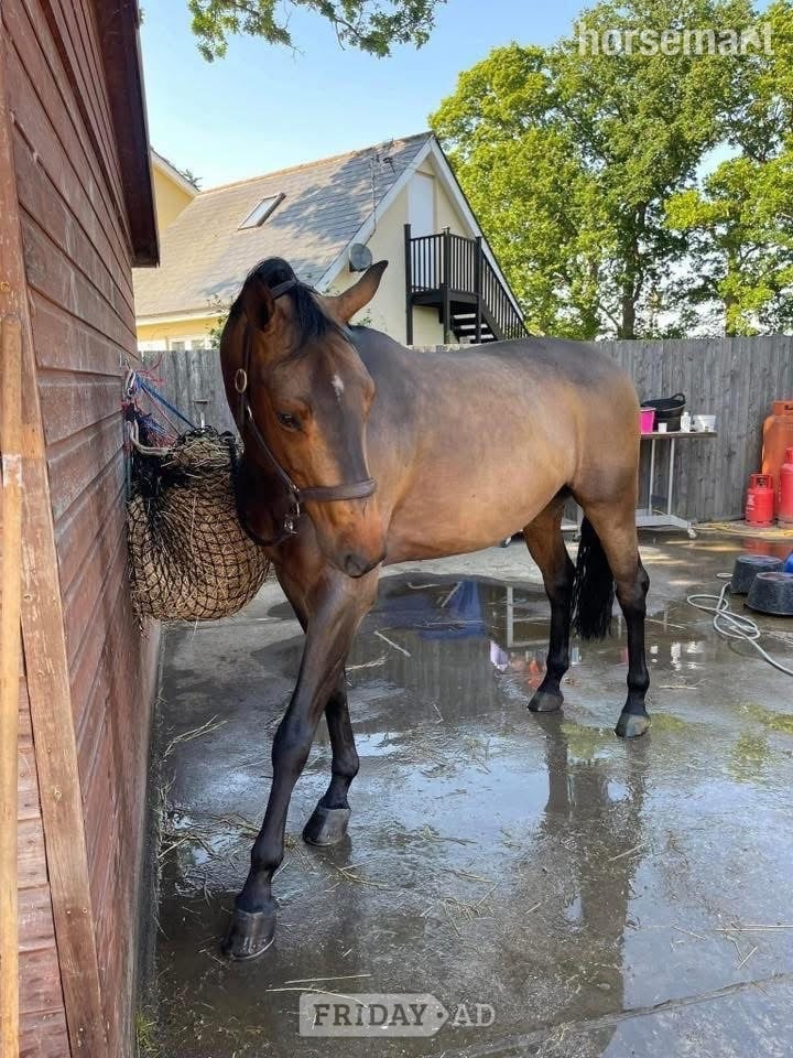 Halstead "Nugget" Bay Gelding Show Jumper
