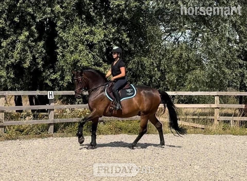 "Nugget" Bay Gelding Show Jumper - Horses