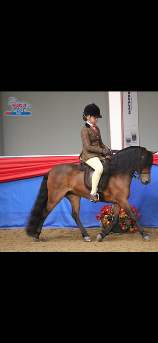 "Cayberry coco chanel" Bay Mare Lead Rein/First Ridden Pony