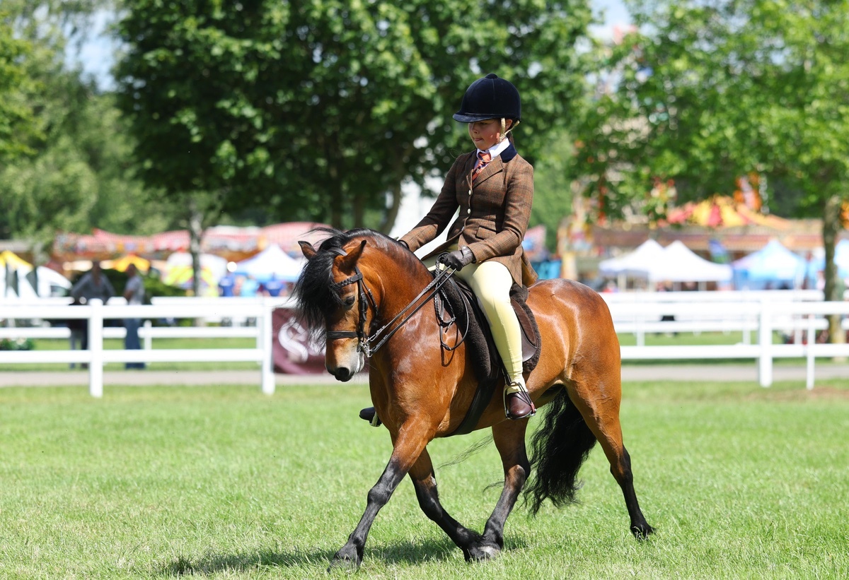 "Cayberry coco chanel" Bay Mare Lead Rein/First Ridden Pony