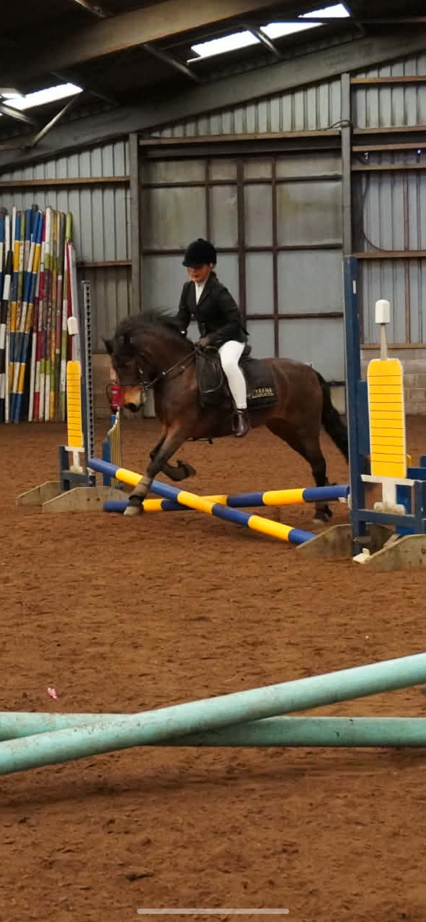 "Cayberry coco chanel" Bay Mare Lead Rein/First Ridden Pony - Horses in Whitworth