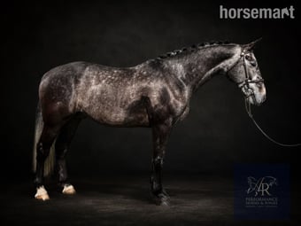"Crown Boris " Iron Grey Gelding Eventer