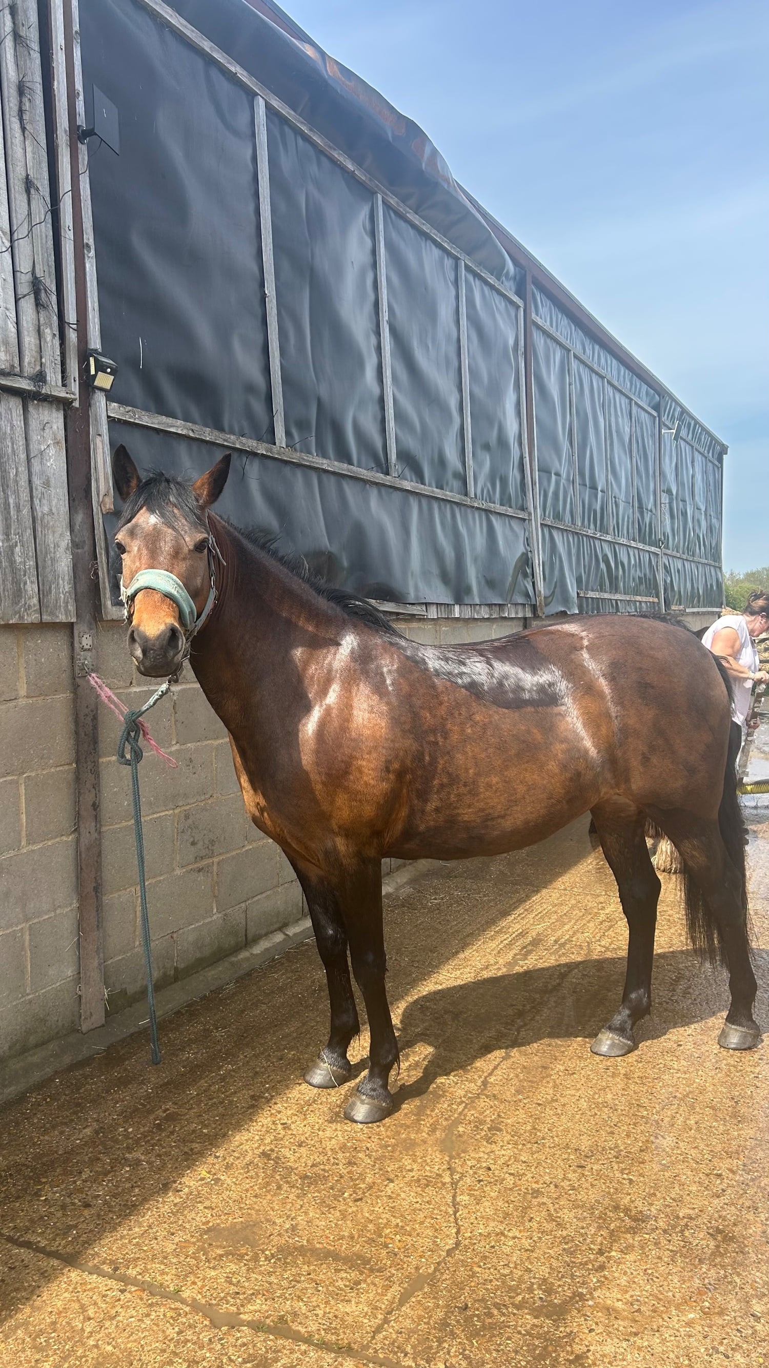"Buckland Pandora up" Bay Mare All Rounder
