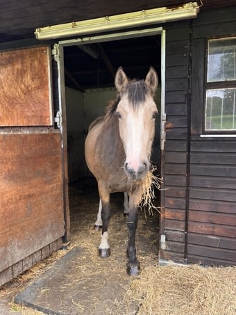 "Pipers nocturne" Buckskin Filly Youngstock / Foal