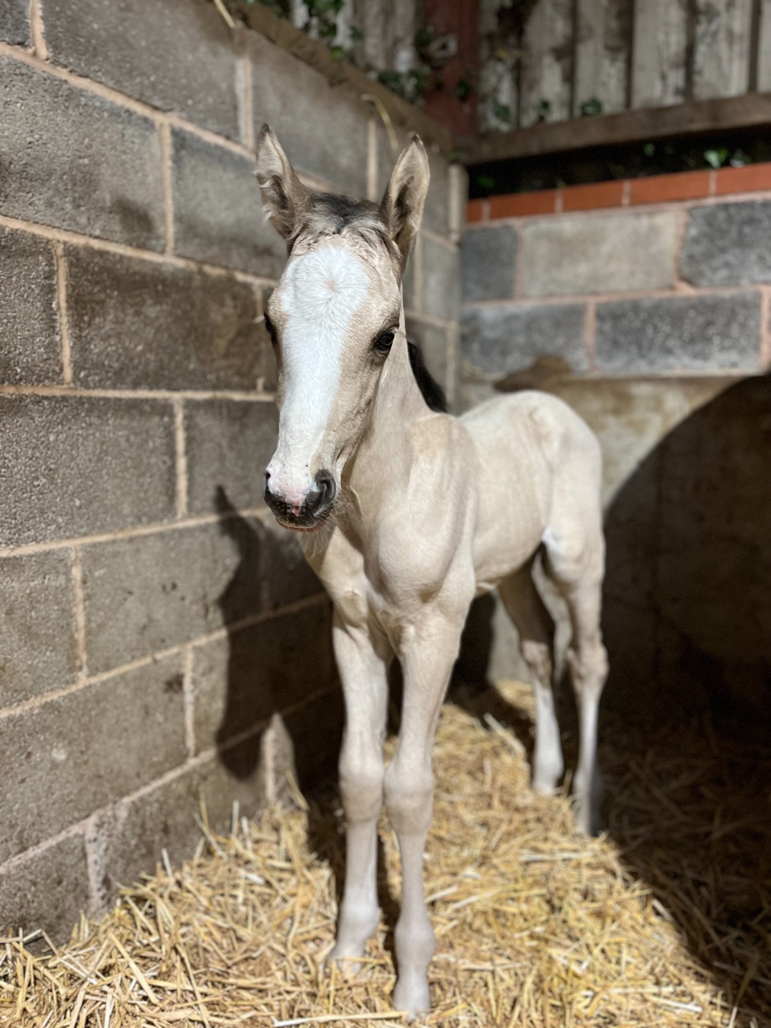 "Pipers nocturne" Buckskin Filly Youngstock / Foal