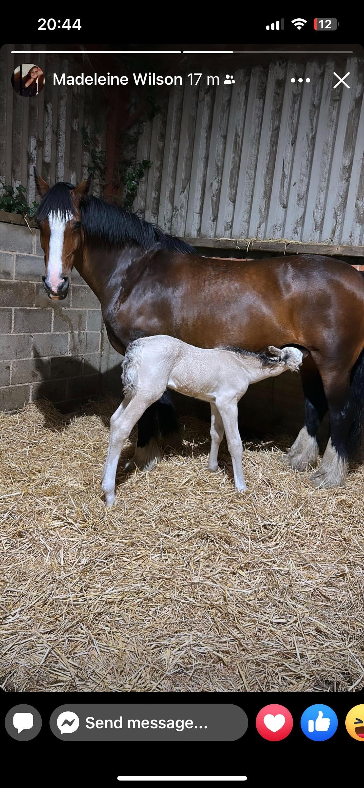 Alfreton "Pipers nocturne" Buckskin Filly Youngstock / Foal