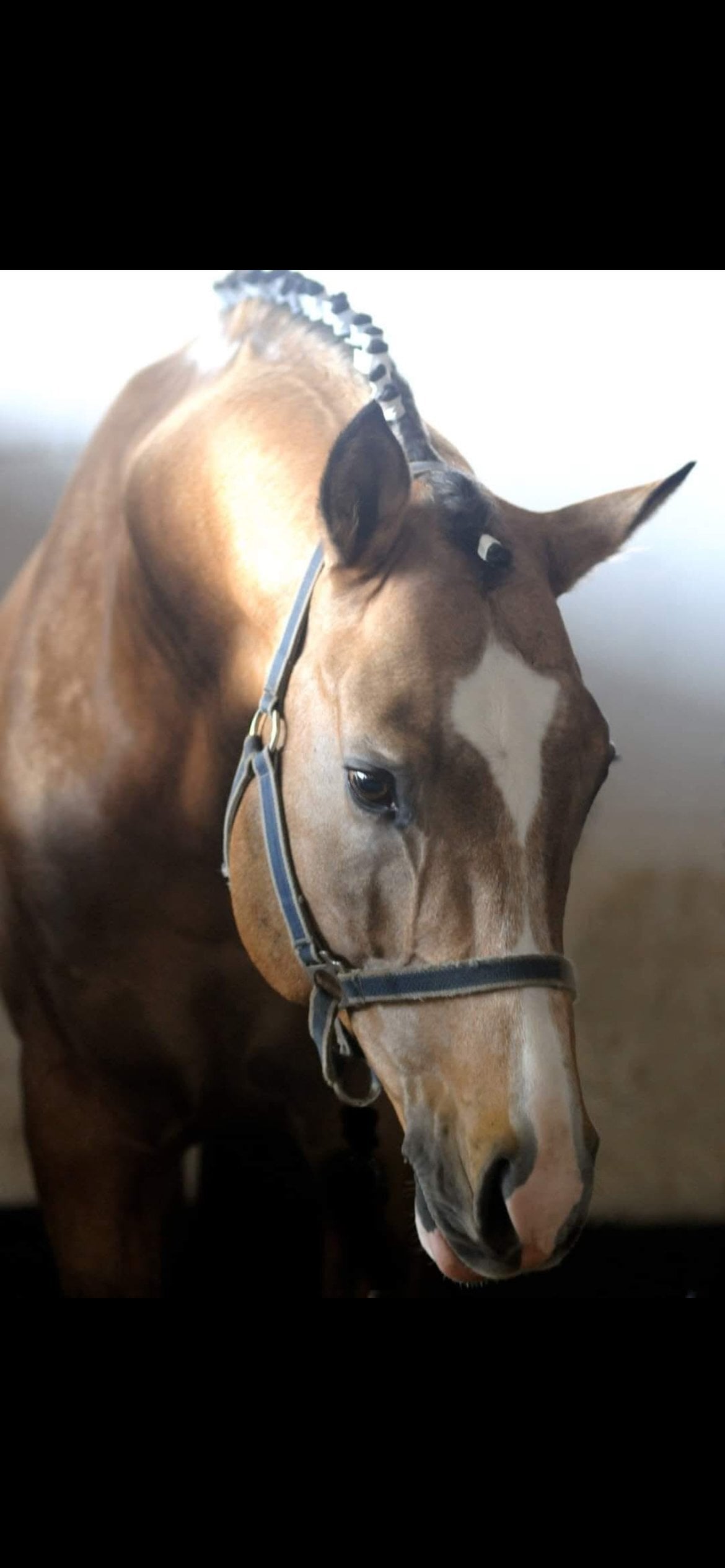 "Pipers nocturne" Buckskin Filly Youngstock / Foal - Horses in Alfreton