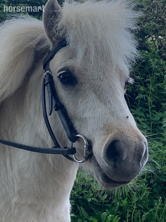 "Probamwern Ava (Bonnie)" Palomino Mare Lead Rein/First Ridden Pony