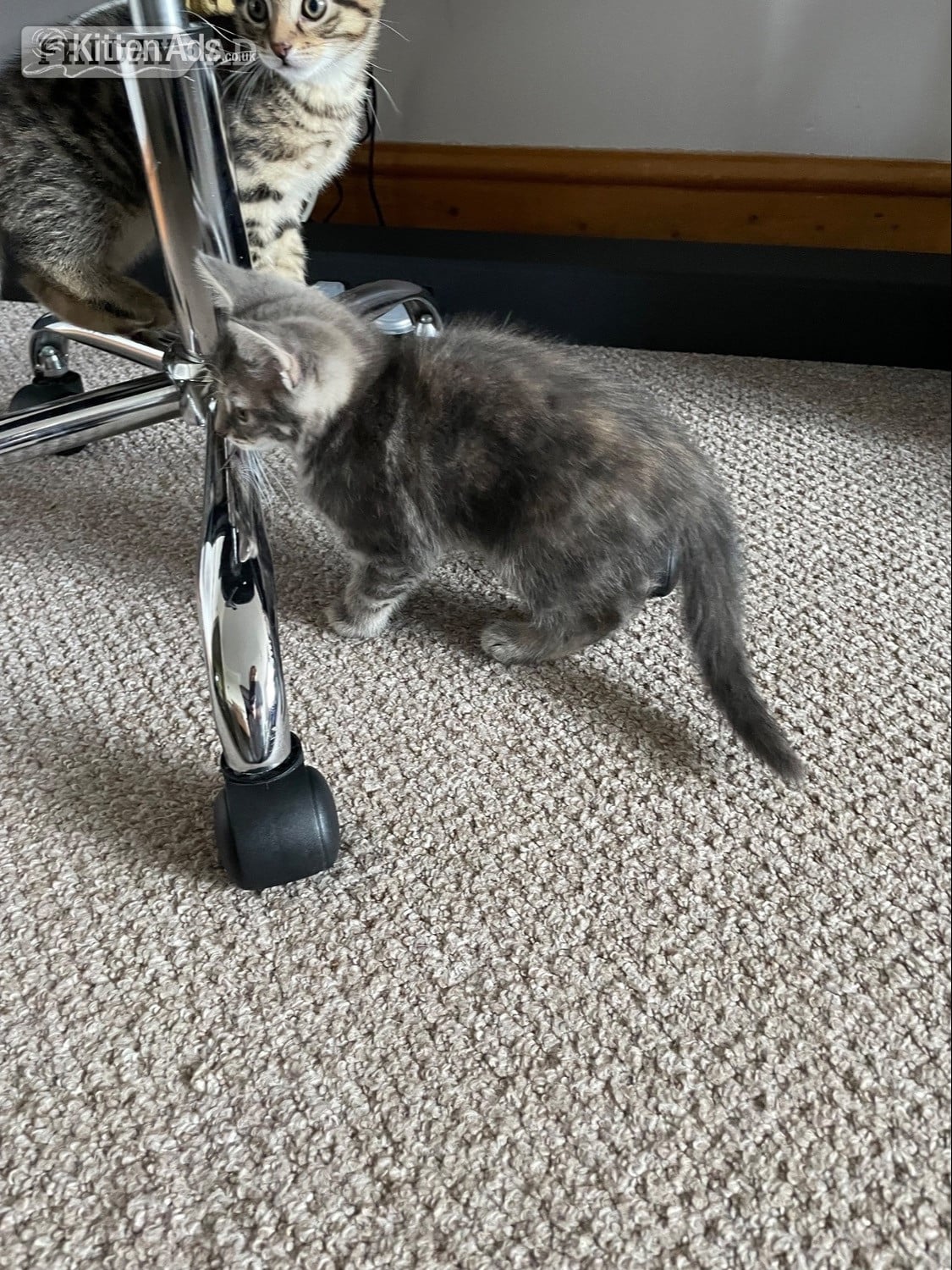 Preston  1 female Kitten