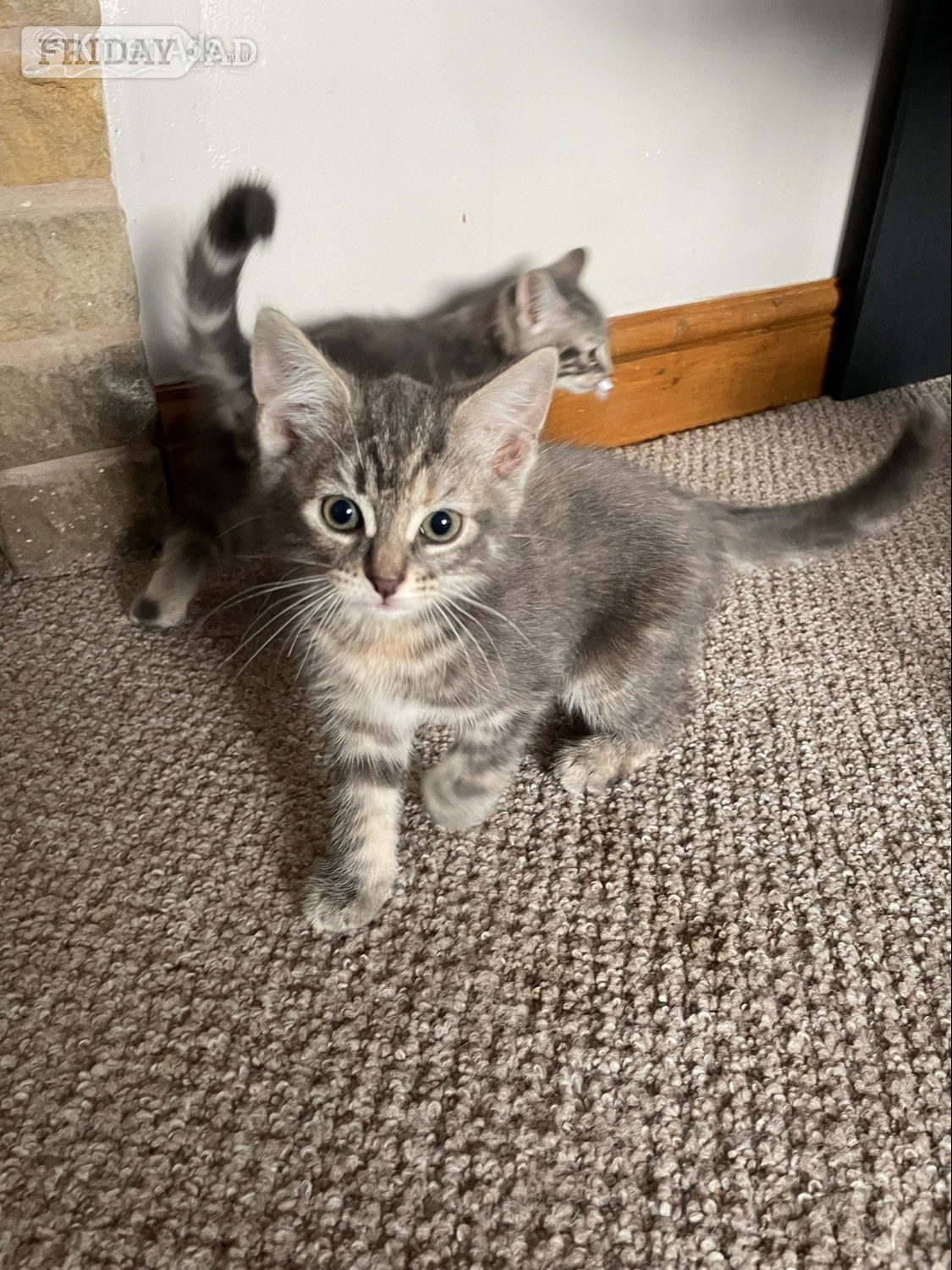  1 female Kitten - Cats & Kittens