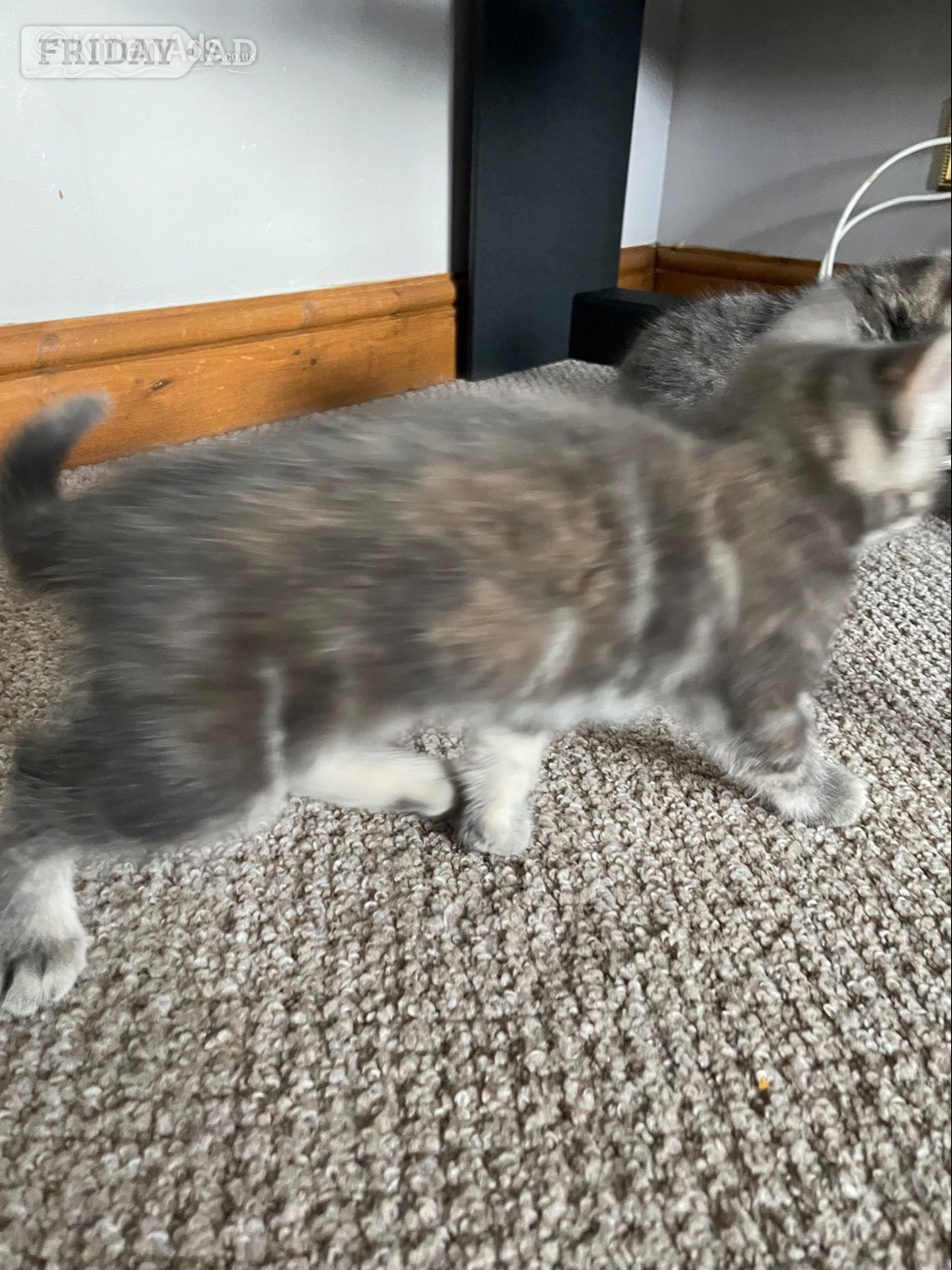  1 female Kitten - Cats & Kittens in Preston